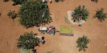 Yeşil altında hasat zamanı