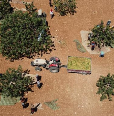 'Yeşil altın'da hasat zamanı 9 Yeşil altında hasat zamanı