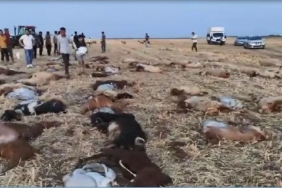 Zirai ilaç tespit edilen sudan içen 110 küçükbaş öldü 26 Zirai ilaç tespit edilen sudan içen 110 küçükbaş öldü