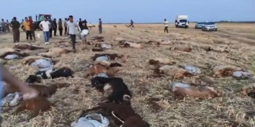 Zirai ilaç tespit edilen sudan içen 110 küçükbaş öldü 29 Zirai ilaç tespit edilen sudan içen 110 küçükbaş öldü