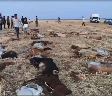 Zirai ilaç tespit edilen sudan içen 110 küçükbaş öldü