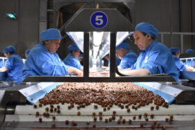 2023-2024 IHRACAT SEZONUNDA 275 ILE 280 BIN TON CIVARINDA IC FIDNIK IHCARAT GERCEKLESTIRILMESI HEDEFLENIYOR. FOTO: MUSTAFA KIRLAK-ORDU-DHA