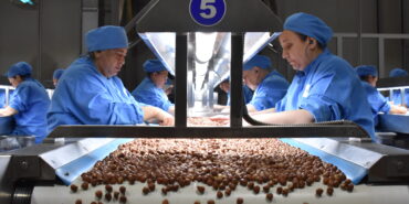 2023-2024 IHRACAT SEZONUNDA 275 ILE 280 BIN TON CIVARINDA IC FIDNIK IHCARAT GERCEKLESTIRILMESI HEDEFLENIYOR. FOTO: MUSTAFA KIRLAK-ORDU-DHA