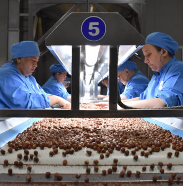 2023-2024 IHRACAT SEZONUNDA 275 ILE 280 BIN TON CIVARINDA IC FIDNIK IHCARAT GERCEKLESTIRILMESI HEDEFLENIYOR. FOTO: MUSTAFA KIRLAK-ORDU-DHA