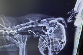 Boğazına 3 olta kancası takılan kedi, tedavi edildi