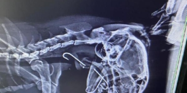 Boğazına 3 olta kancası takılan kedi, tedavi edildi