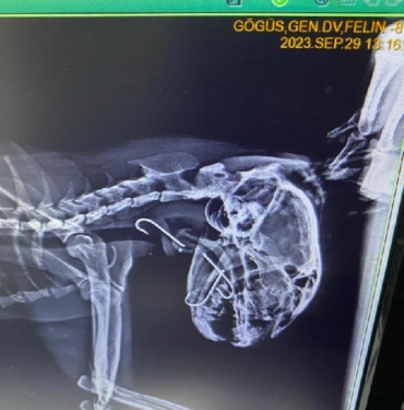 Boğazına 3 olta kancası takılan kedi, tedavi edildi 7 Boğazına 3 olta kancası takılan kedi, tedavi edildi