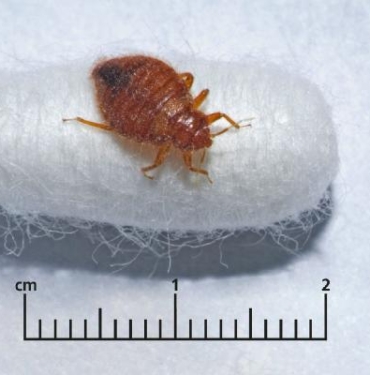 Fransa'nın başkenti Paris’i tahtakuruları bastı 3 Fransa'nın başkenti Paris’i tahtakuruları bastı