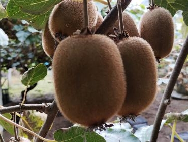 Coğrafi işaret tescilli Ordu kivisinin fiyatı, yüzde 110 arttı