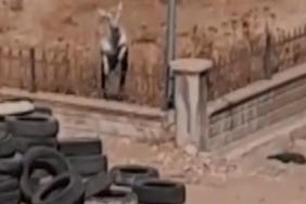 Hastane bahçesine giren ceylan kamerada 18 Hastane bahçesine giren ceylan kamerada