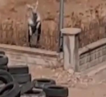 Hastane bahçesine giren ceylan kamerada