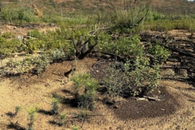 Marmaris'te sincap, yeşillenen alanlarda meşe palamudu gömerken kadraja takıldı 20 Marmaris'te sincap, yeşillenen alanlarda meşe palamudu gömerken kadraja takıldı