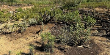 Marmaris'te sincap, yeşillenen alanlarda meşe palamudu gömerken kadraja takıldı