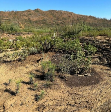 Marmaris'te sincap, yeşillenen alanlarda meşe palamudu gömerken kadraja takıldı