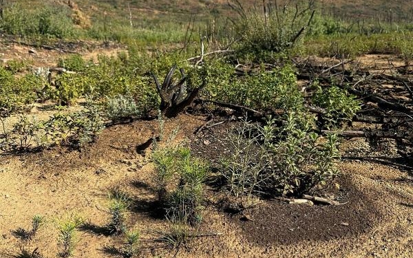 Marmaris'te sincap, yeşillenen alanlarda meşe palamudu gömerken kadraja takıldı 1 Marmaris'te sincap, yeşillenen alanlarda meşe palamudu gömerken kadraja takıldı