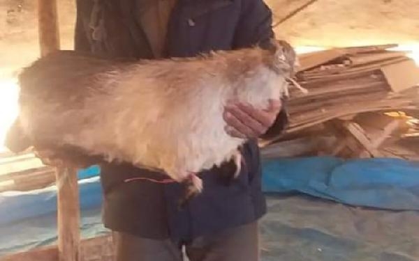 Diyarbakır'da çobana yıldırım isabet etti; ağır yaralı