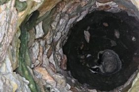 Çanakkale'de 7 metrelik kuyuya düşen porsuk, kurtarıldı