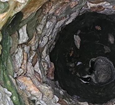 Çanakkale'de 7 metrelik kuyuya düşen porsuk, kurtarıldı