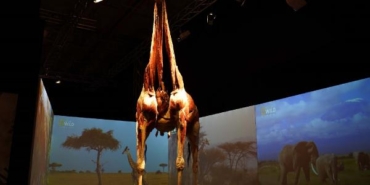 Gerçek Hayvanların Anatomi Sergisi’nin ziyaret tarihi uzatıldı