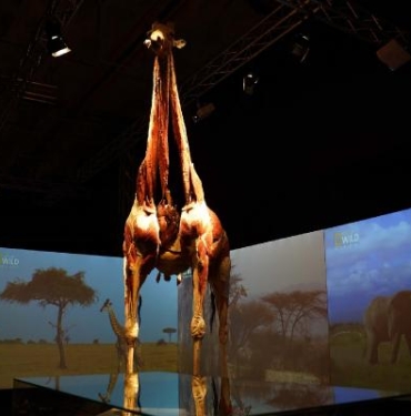 Gerçek Hayvanların Anatomi Sergisi’nin ziyaret tarihi uzatıldı