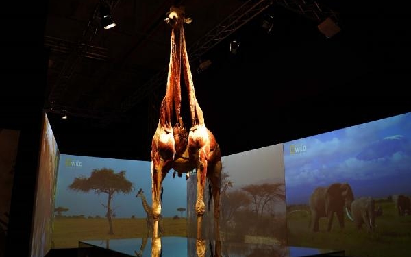 Gerçek Hayvanların Anatomi Sergisi’nin ziyaret tarihi uzatıldı