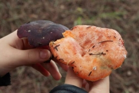 Sarıyer'de "mantar" alarmı: 11 kişi zehirlendi