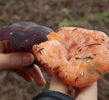 Sarıyer'de "mantar" alarmı: 11 kişi zehirlendi