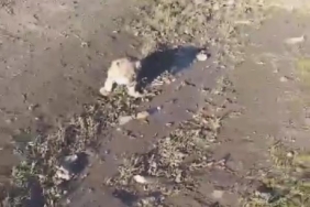 Yol kenarına yavru aslan bırakıldığı ihbarı, jandarmayı harekete geçirdi