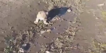 Yol kenarına yavru aslan bırakıldığı ihbarı, jandarmayı harekete geçirdi