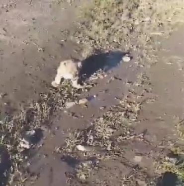 Yol kenarına yavru aslan bırakıldığı ihbarı, jandarmayı harekete geçirdi 8 Yol kenarına yavru aslan bırakıldığı ihbarı, jandarmayı harekete geçirdi