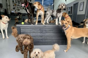 Bilim insanları: Küçük köpekler büyük köpeklerden daha fazla yaşıyor 14 Bilim insanları: Küçük köpekler büyük köpeklerden daha fazla yaşıyor