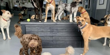 Bilim insanları: Küçük köpekler büyük köpeklerden daha fazla yaşıyor