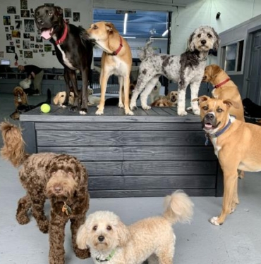 Bilim insanları: Küçük köpekler büyük köpeklerden daha fazla yaşıyor