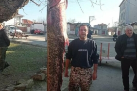 Meriç Nehri'nde 2 metre 30 santimlik yayın balığı yakaladı