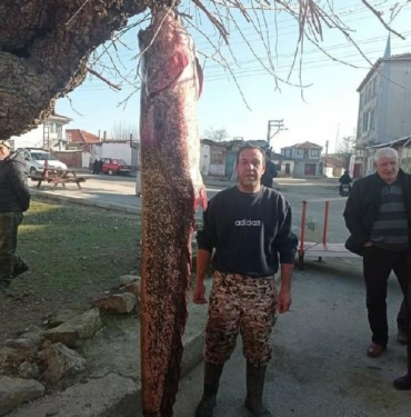 Meriç Nehri'nde 2 metre 30 santimlik yayın balığı yakaladı 3 Meriç Nehri'nde 2 metre 30 santimlik yayın balığı yakaladı
