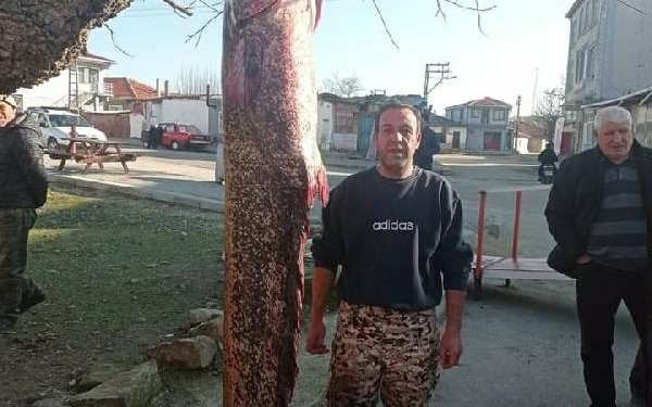 Meriç Nehri'nde 2 metre 30 santimlik yayın balığı yakaladı