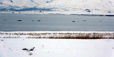 Van Gölü'nde flamingoların konakladığı alanlarda adacıklar oluştu
