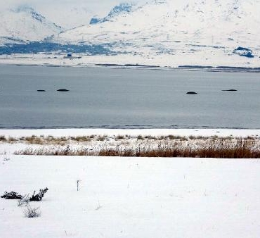 Van Gölü'nde flamingoların konakladığı alanlarda adacıklar oluştu 8 Van Gölü'nde flamingoların konakladığı alanlarda adacıklar oluştu
