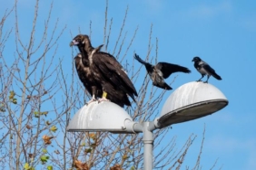 Yorgun düşen kara akbaba 'B10', parkta yakalanıp tedaviye alındı 26 Yorgun düşen kara akbaba 'B10', parkta yakalanıp tedaviye alındı