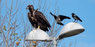 Yorgun düşen kara akbaba 'B10', parkta yakalanıp tedaviye alındı 25 Yorgun düşen kara akbaba 'B10', parkta yakalanıp tedaviye alındı