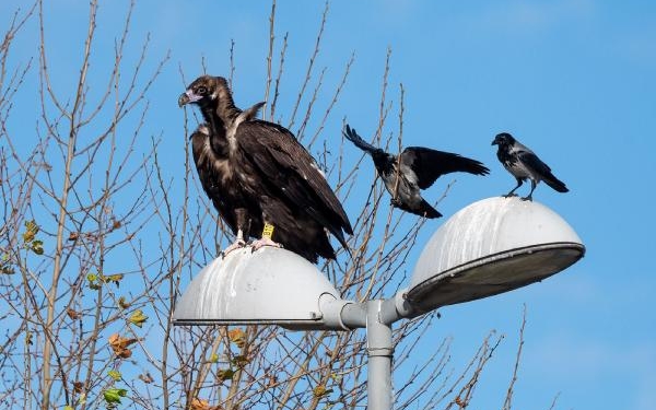Yorgun düşen kara akbaba 'B10', parkta yakalanıp tedaviye alındı 6 Yorgun düşen kara akbaba 'B10', parkta yakalanıp tedaviye alındı