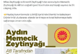 Aydın memecik zeytinyağı, AB'den coğrafi işaret tescili aldı 17 Aydın memecik zeytinyağı, AB'den coğrafi işaret tescili aldı